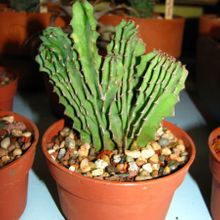 A photo of Euphorbia abyssinica fma. crestada