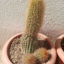 Photo of a cactus currently being identified
