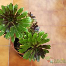 A photo of Aeonium arboreum cv. artropurpureum