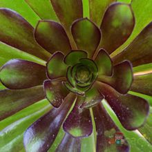 A photo of Aeonium arboreum cv. artropurpureum