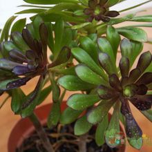 A photo of Aeonium arboreum cv. artropurpureum