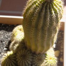 A photo of Echinopsis mamillosa subsp. silvatica