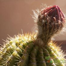 A photo of Echinopsis mamillosa subsp. silvatica