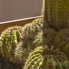 A photo of Echinopsis mamillosa subsp. silvatica