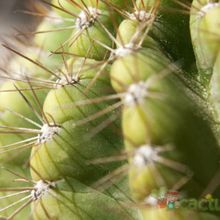 A photo of Echinopsis mamillosa subsp. silvatica
