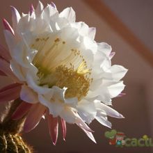 A photo of Echinopsis mamillosa subsp. silvatica