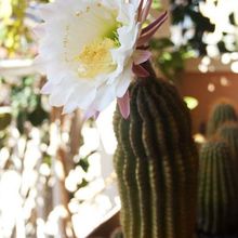 A photo of Echinopsis mamillosa subsp. silvatica