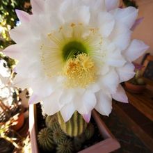 A photo of Echinopsis mamillosa subsp. silvatica