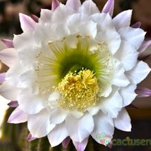 A photo of Echinopsis mamillosa subsp. silvatica