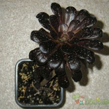 Una foto de Aeonium arboreum cv. artropurpureum