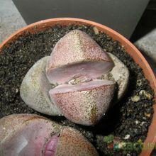 A photo of Pleiospilos nelii cv. royal flush