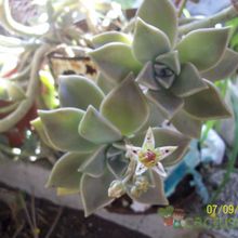 A photo of Graptopetalum paraguayense