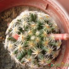 A photo of Mammillaria schiedeana