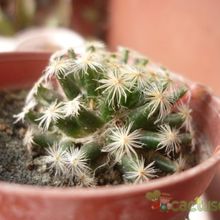A photo of Mammillaria schiedeana