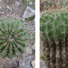 Photo of a cactus currently being identified