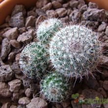 A photo of Mammillaria lindsayi