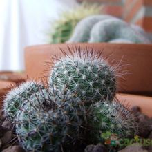 A photo of Mammillaria lindsayi