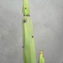 Una foto de Euphorbia weberbaueri