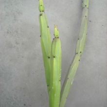 Una foto de Euphorbia weberbaueri