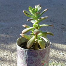 A photo of Echeveria cv. Minibelle