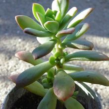 A photo of Echeveria cv. Minibelle