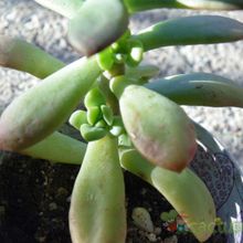 A photo of Echeveria cv. Minibelle
