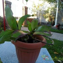 Una foto de Callisia fragrans  