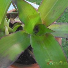 Una foto de Callisia fragrans  