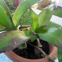 Una foto de Callisia fragrans  