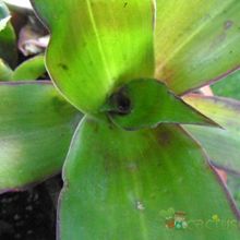 Una foto de Callisia fragrans  
