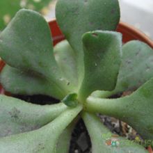 Una foto de Aeonium glutinosum  