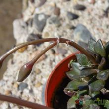 Una foto de Anacampseros rufescens