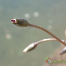 Una foto de Anacampseros rufescens