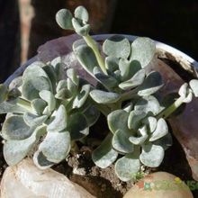 A photo of Sedum spathulifolium subsp. pruinosum