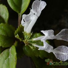 A photo of Plectranthus verticillatus