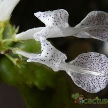 A photo of Plectranthus verticillatus