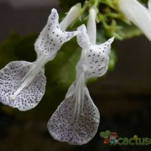 A photo of Plectranthus verticillatus