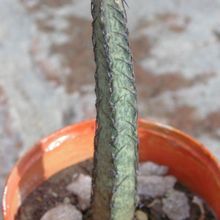 A photo of Cereus spegazzinii