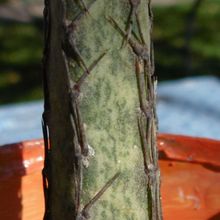 A photo of Cereus spegazzinii