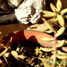Una foto de Sedum adolphii
