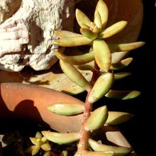 Una foto de Sedum adolphii