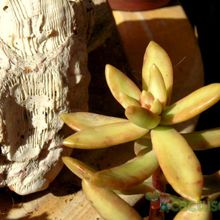 Una foto de Sedum adolphii