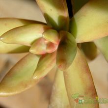 Una foto de Sedum adolphii