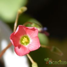 Una foto de Oxalis deppei  