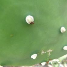 Una foto de Opuntia quimilo