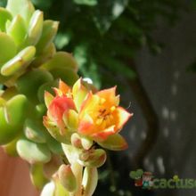 A photo of Echeveria Victor (E. multicaulis x E. derenbergii) (HIBRIDO)