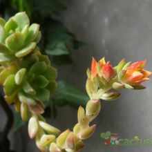 A photo of Echeveria Victor (E. multicaulis x E. derenbergii) (HIBRIDO)