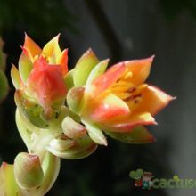 A photo of Echeveria Victor (E. multicaulis x E. derenbergii) (HIBRIDO)