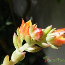 A photo of Echeveria Victor (E. multicaulis x E. derenbergii) (HIBRIDO)