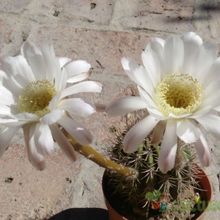 Una foto de Echinopsis leucantha